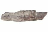 Fossil Phytosaur Jaw Section With Metal Stand - Arizona #214259-2